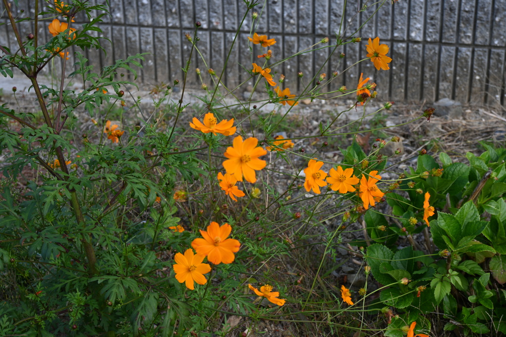 初めての一眼と紅葉W