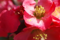 ひっそりと咲いていた木瓜の花