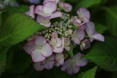 今更紫陽花