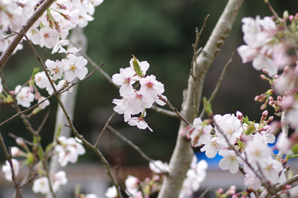 続花見は写真で