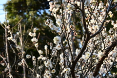 冠梅園