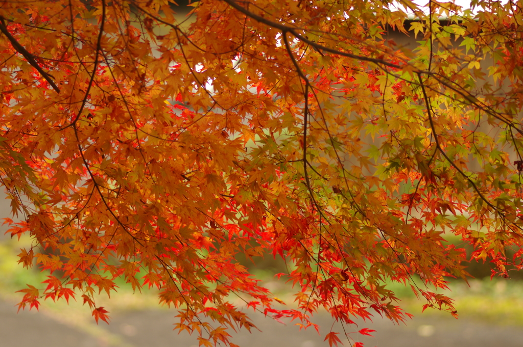 紅葉狩り２０２１