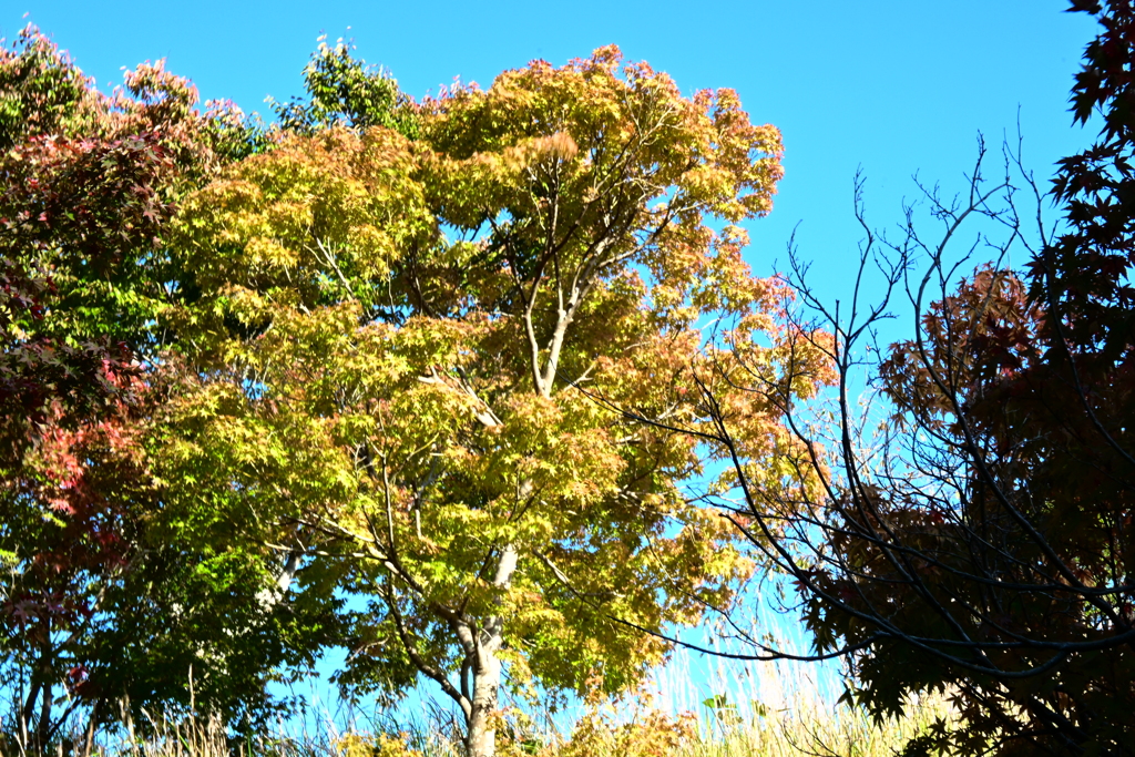 スポーツ公園内でウォーキング撮影