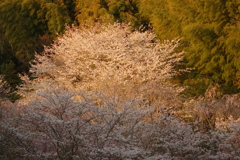 夕暮れ花見