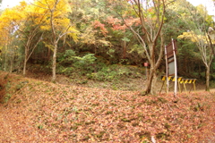 紅葉狩り２０２１