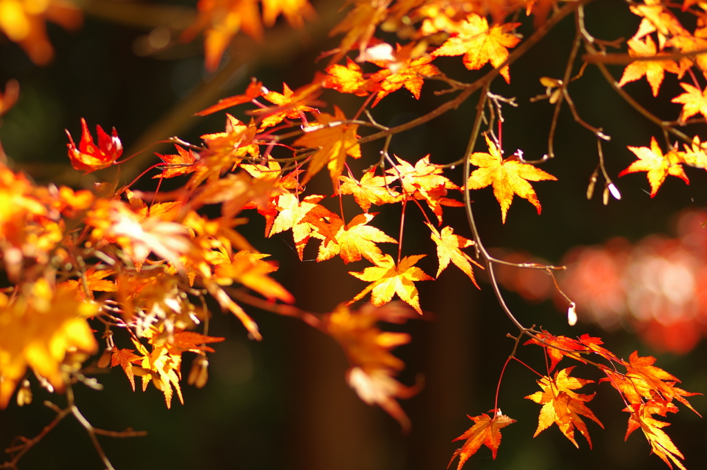 紅葉狩り