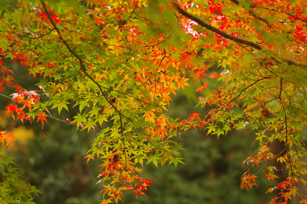 紅葉狩り２０２１