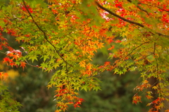 紅葉狩り２０２１