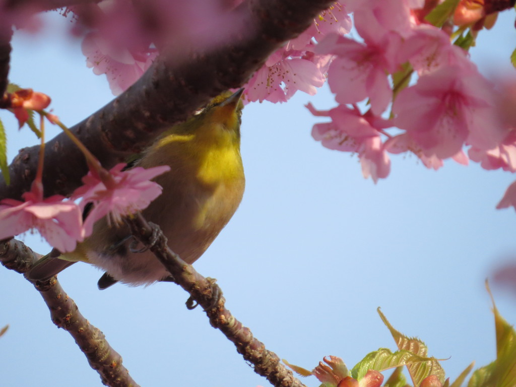 桜とメジロ