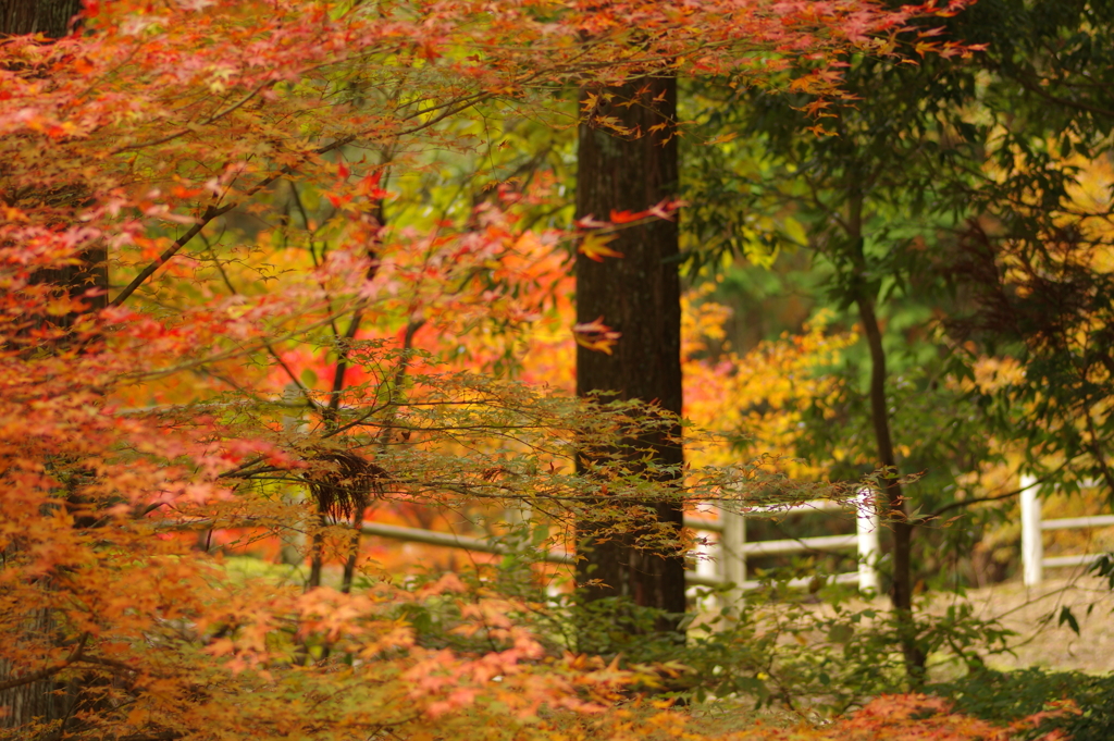 紅葉狩り２０２１