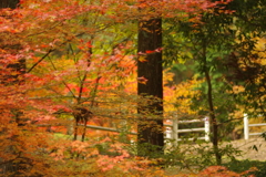 紅葉狩り２０２１