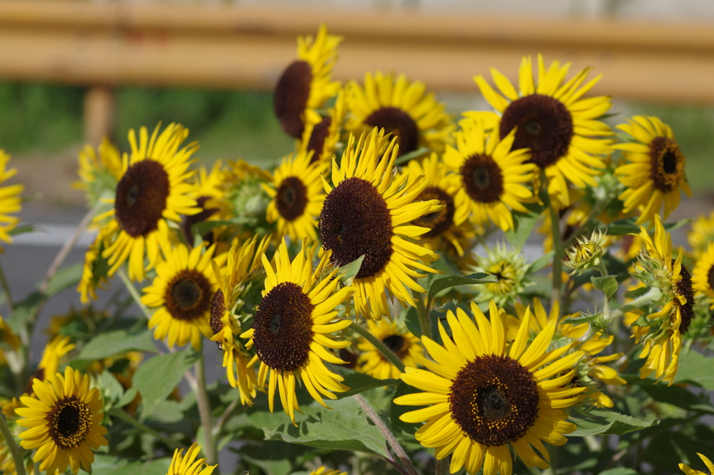 向日葵とオレンジガードレール