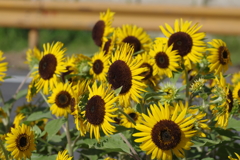 向日葵とオレンジガードレール