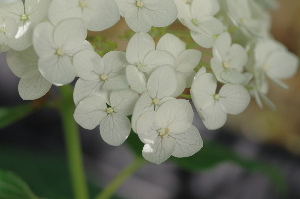 実家庭の紫陽花別日