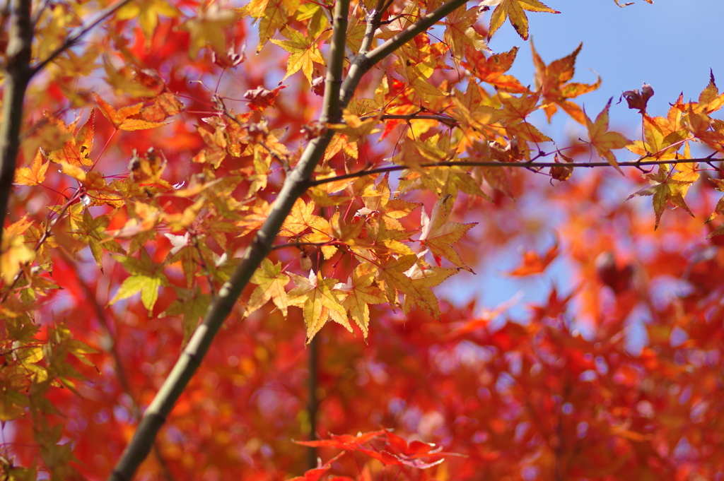 ようやく色づいた庭紅葉