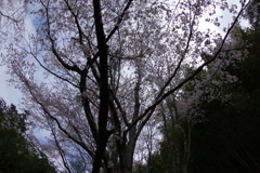 雨上がり一人でお花見