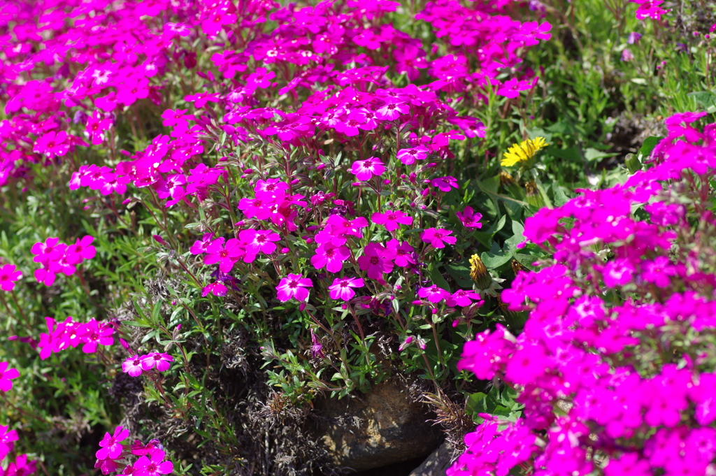 大道理の芝桜