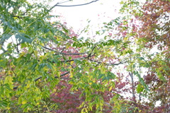 初めての一眼と紅葉W