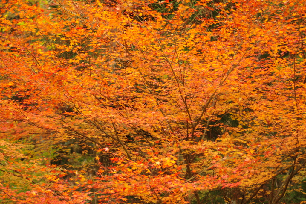 紅葉狩り２０２１