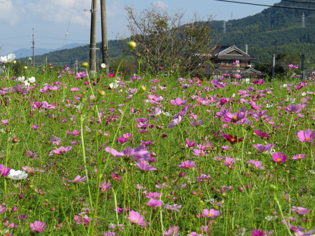 コンデジでカメラ練習中