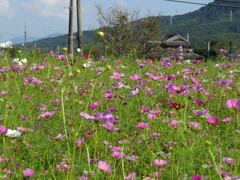 コンデジでカメラ練習中