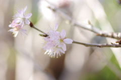 庭桜