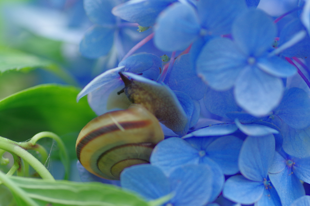 果子乃季 あじさい園