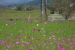 秋桜