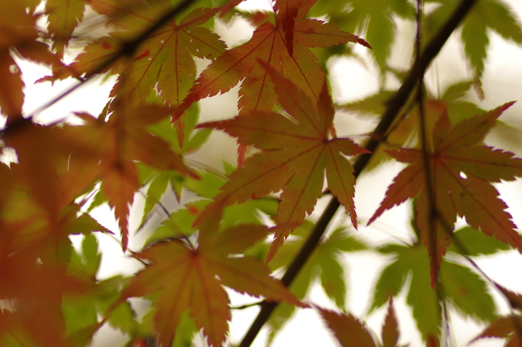 紅葉狩り２０２１