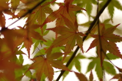 紅葉狩り２０２１