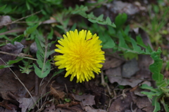 子供を抱えながらの花見