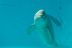 スナメリが子供に寄ってきたところ