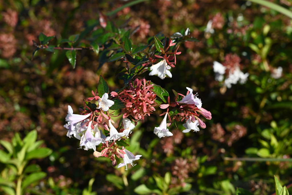 スポーツ公園内でウォーキング撮影