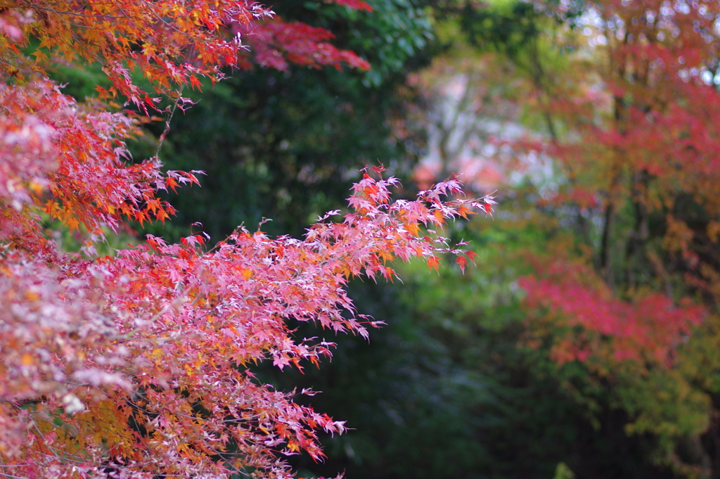 今年は家族で紅葉狩り