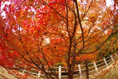 紅葉狩り２０２１