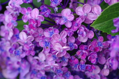 実家の紫陽花（雨上がり）