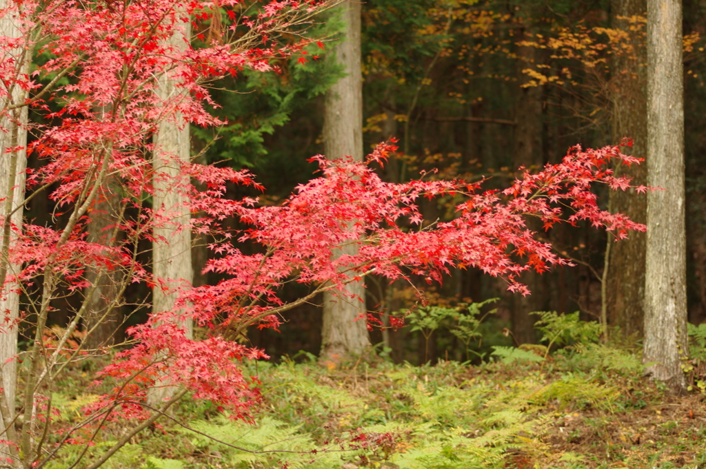紅葉狩り２０２１