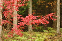 紅葉狩り２０２１