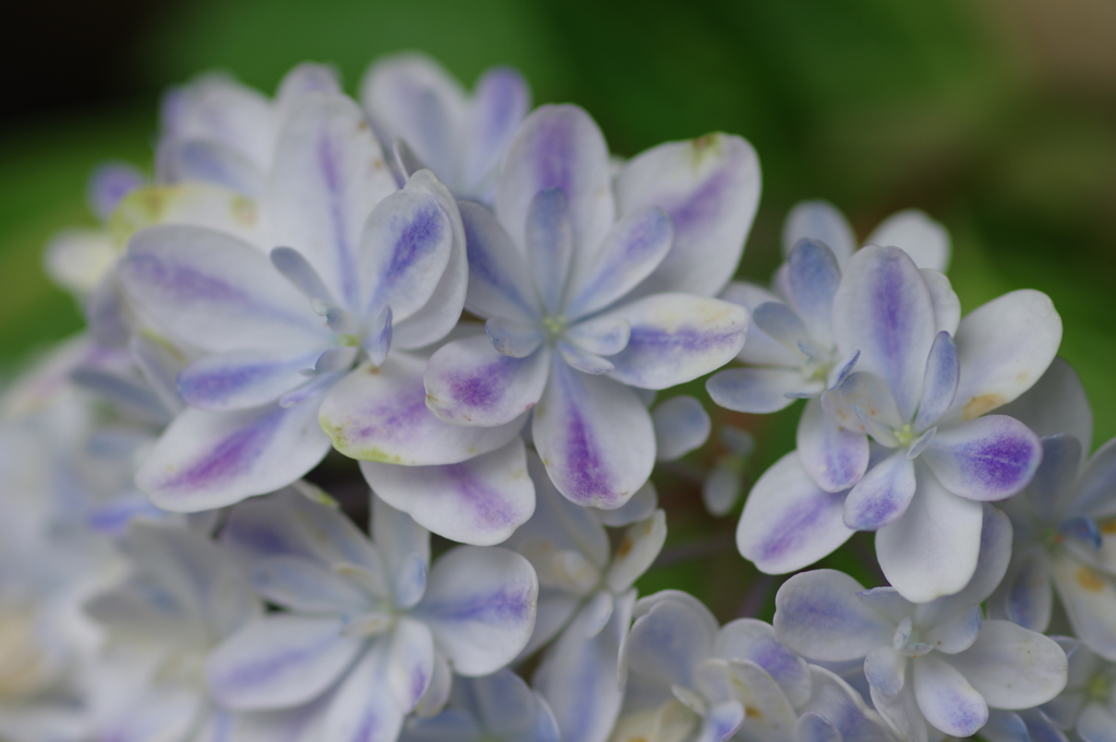実家の紫陽花（雨上がり）