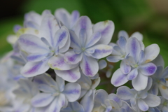実家の紫陽花（雨上がり）