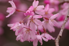 花見はカメラで