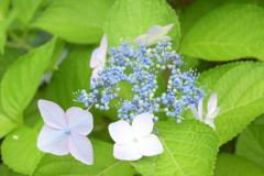 一眼持ってあじさい園へ