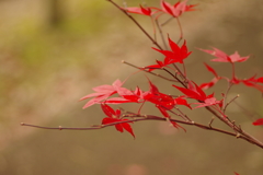 紅葉狩り２０２１