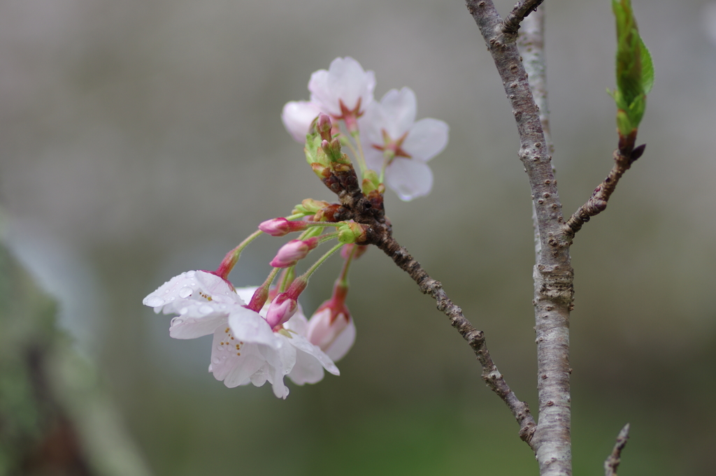 雨上がり一人でお花見