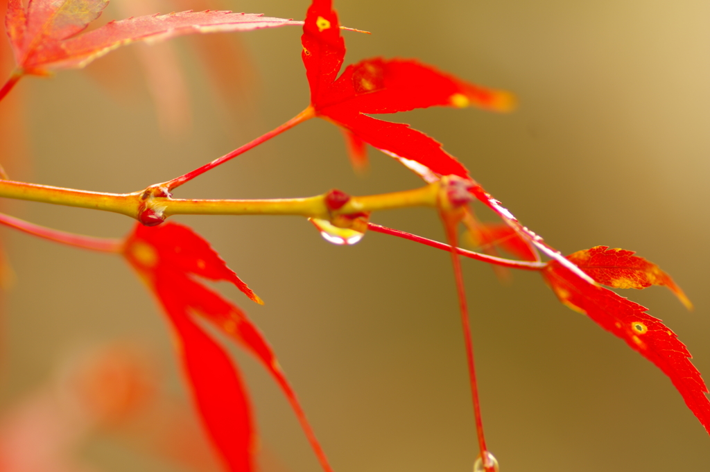 夫婦で紅葉狩り