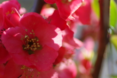ひっそりと咲いていた木瓜の花