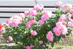 花岡 道のオアシス　バラ園