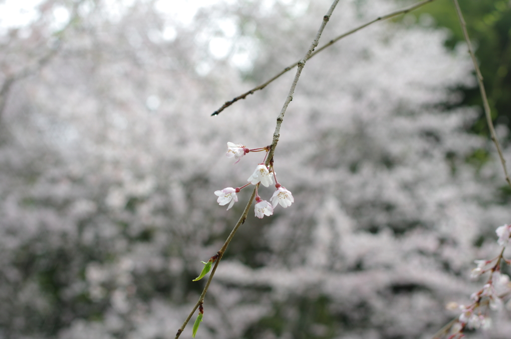 雨上がり一人でお花見