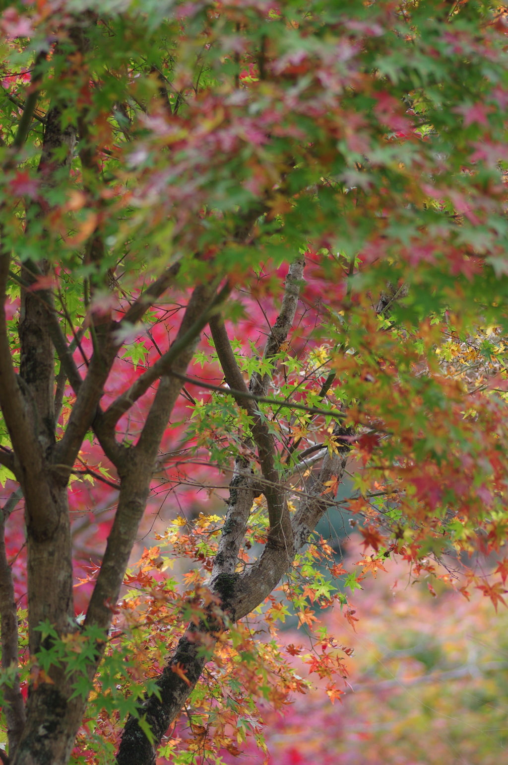 親子で紅葉狩り
