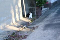 一眼練習猫撮りW